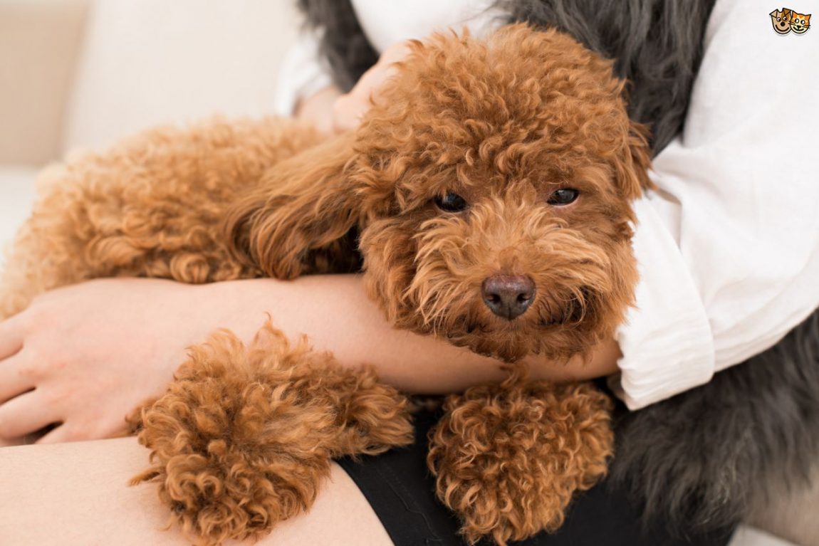 Perché il padrone non deve assistere alla toelettatura del cane? Forse non ci crederete, ma la risposta è; per il benessere del cane stesso!