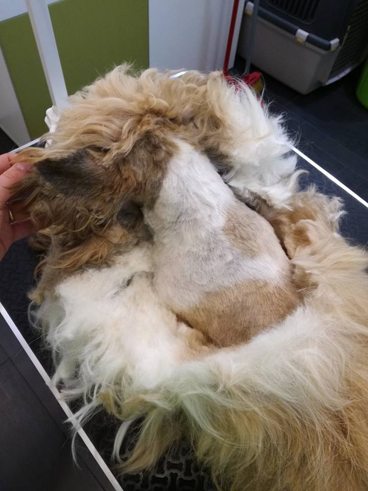 Shih Tzu infeltrito