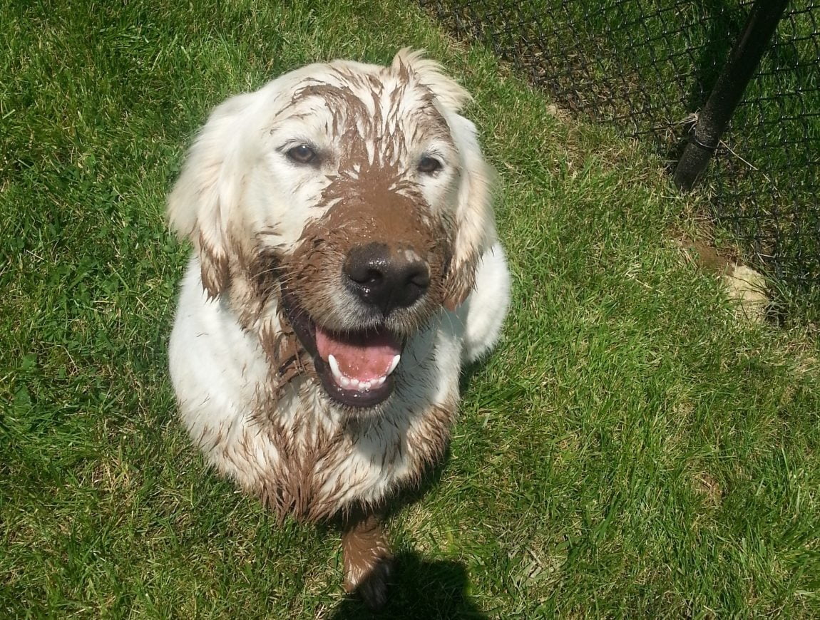 A volte è indispensabile fare il bagno al cane, per esempio se il nostro cucciolo si è sporcato giocando nel fango