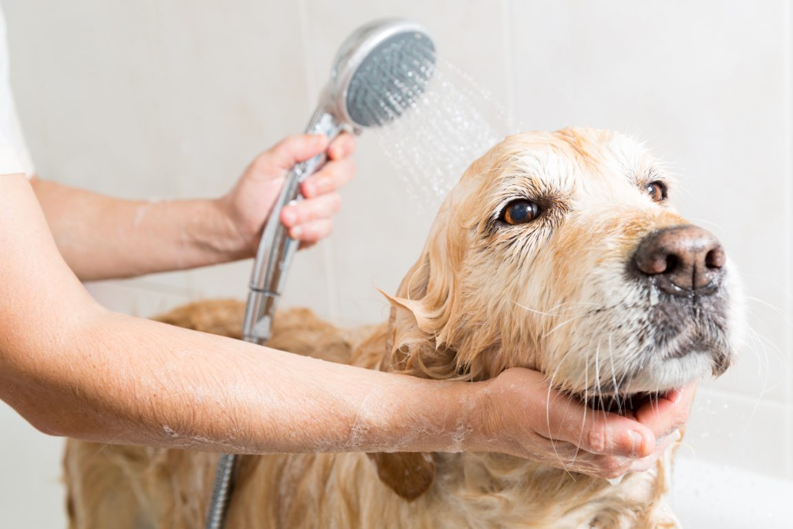 Scegliere il miglior shampoo per cani è fondamentale per un toelettatore