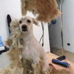 Cane sporco ed intrecciato
