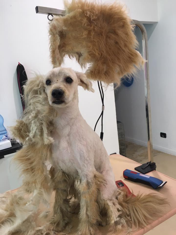 Cane sporco ed intrecciato