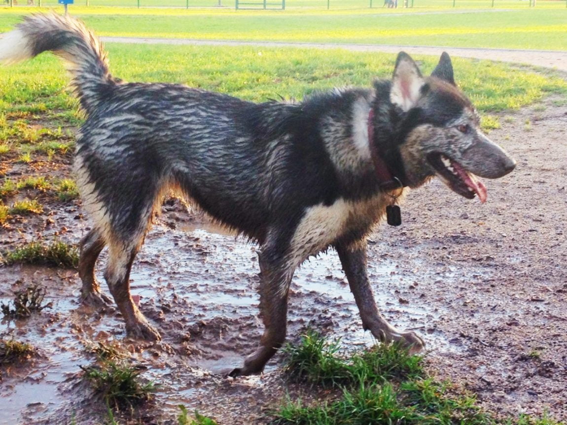 Fango, pioggia e pozzanghere sono ottimi motivi per lavare i cani anche d'inverno