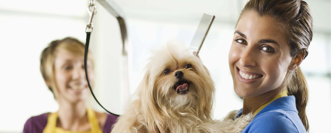 Per diventare toelettatore occorre seguire un buon corso di pet grooming