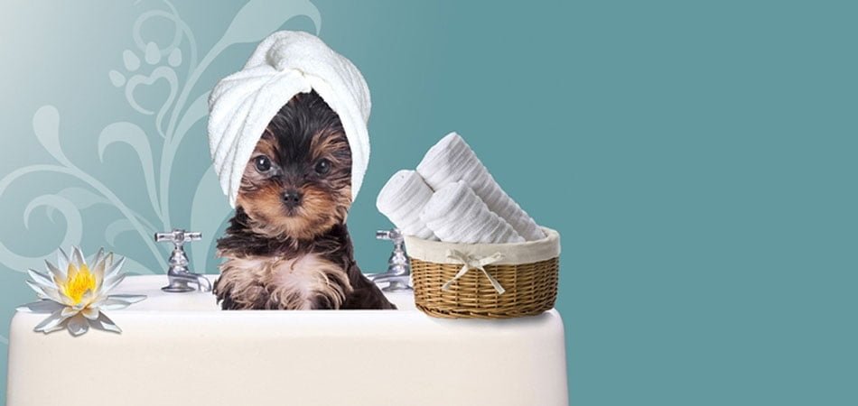 Listino prezzi Toelettatura, Quanto costa lavare e tosare un cane o un  gatto - Toelettatori e Toelettature