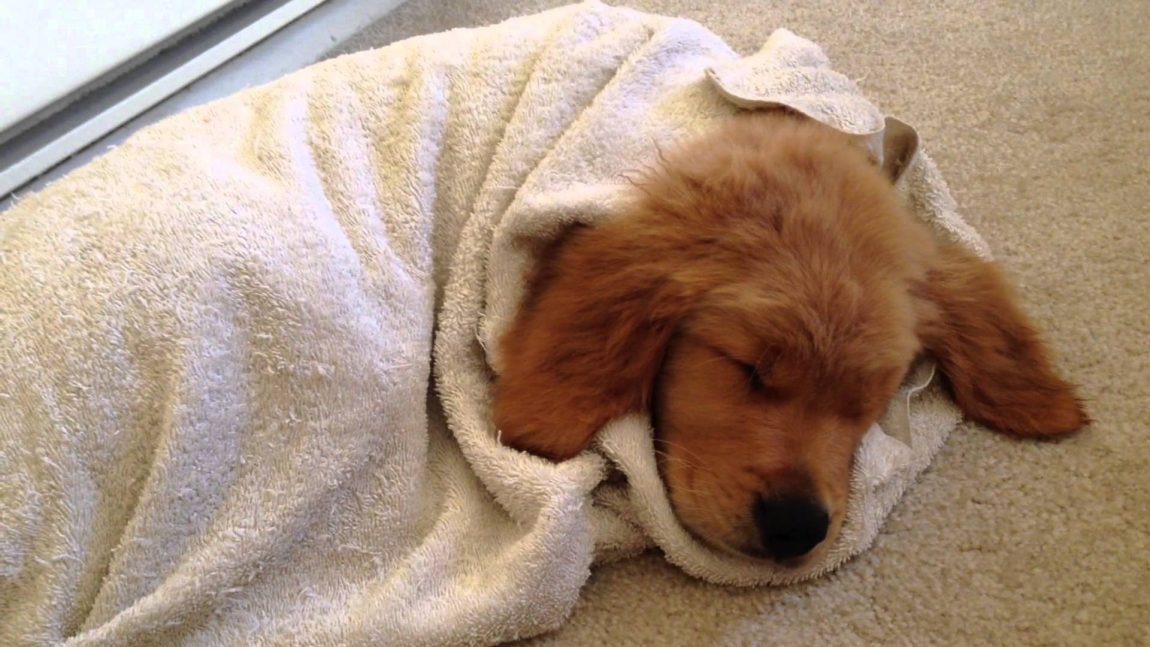 Una volta finito di lavare il cucciolo, è importantr asciugarlo e lasciarlo riposare al caldo