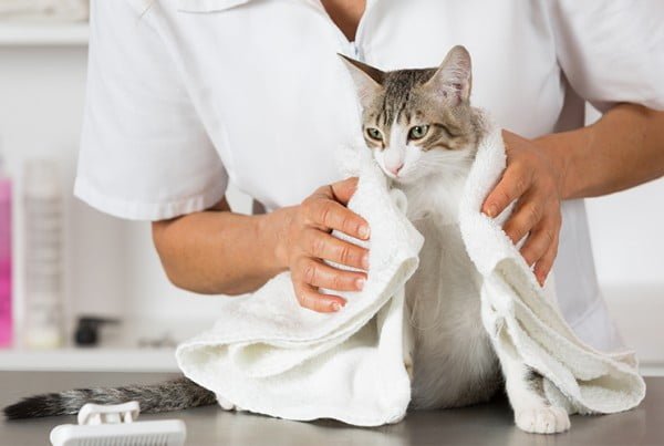 Si può usare lo shampoo secco per lavare i gatti che hanno paura dell'acqua, o fra un bagno e l'altro
