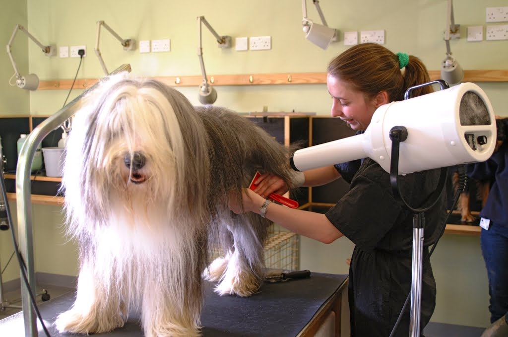 Lavare il cane con una certa frequenza è fondamentale per le razze a pelo lungo, come il bobtail