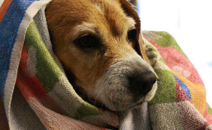 Lavare i cani d'inverno, si può fare o è dannoso per la loro salute? -  Toelettatori.it