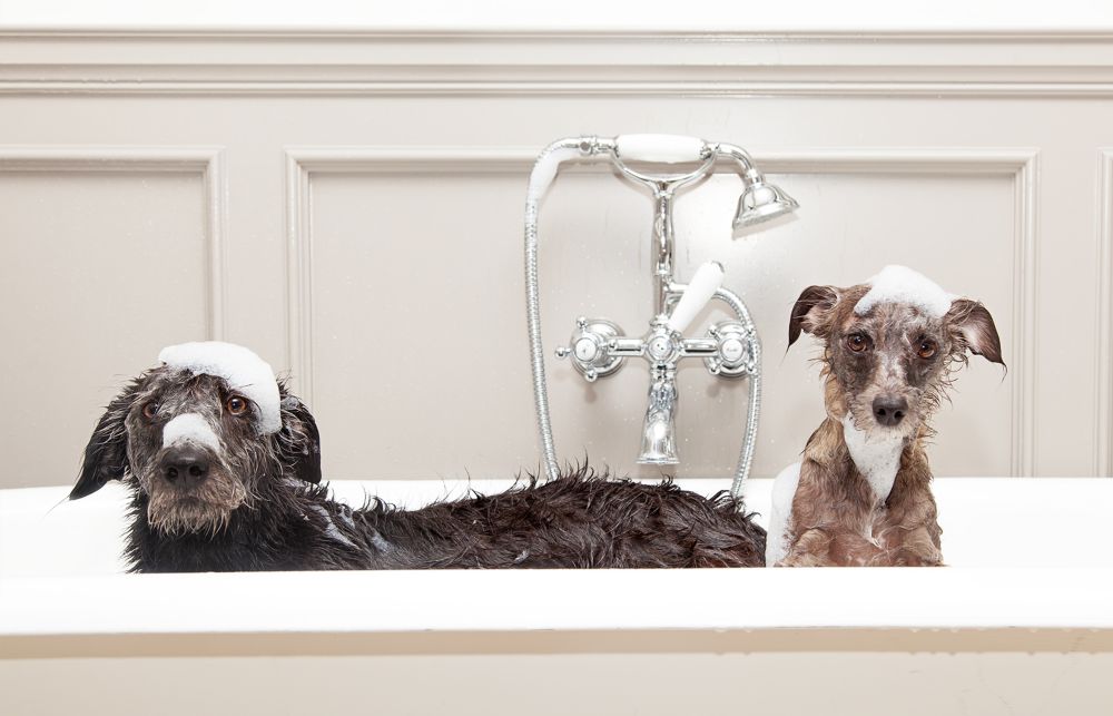 Se il cane ha le pulci è il momento di un bagno antiparassitario