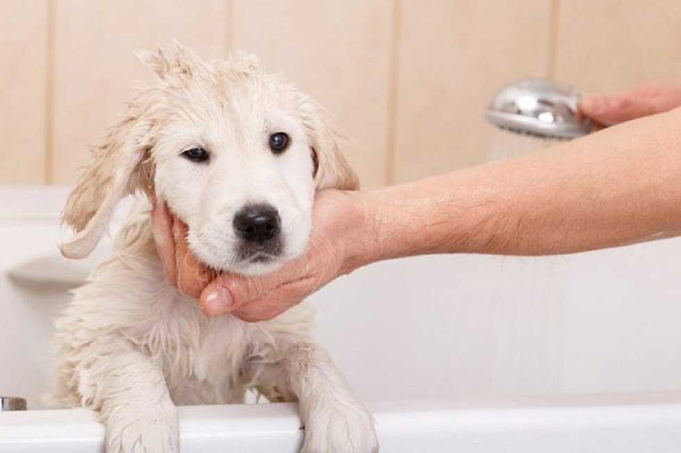 Lavaggio Prima Volta Cucciolo di Cane