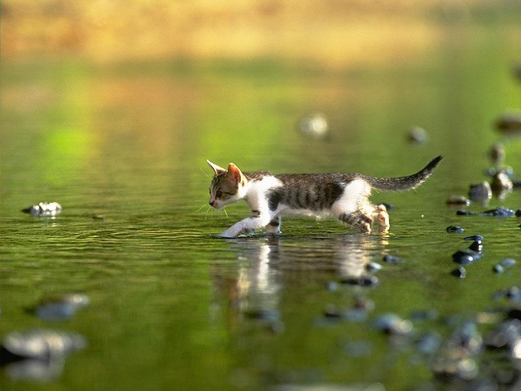 Come lavare un gatto