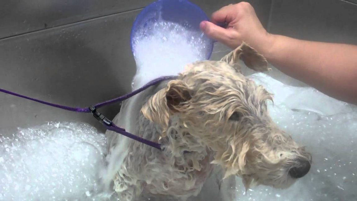 Ozonoterapia Cani