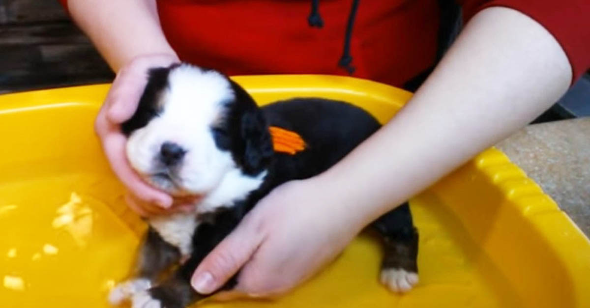 A che età si può lavare un cucciolo di cane per la prima volta in toelettatura?