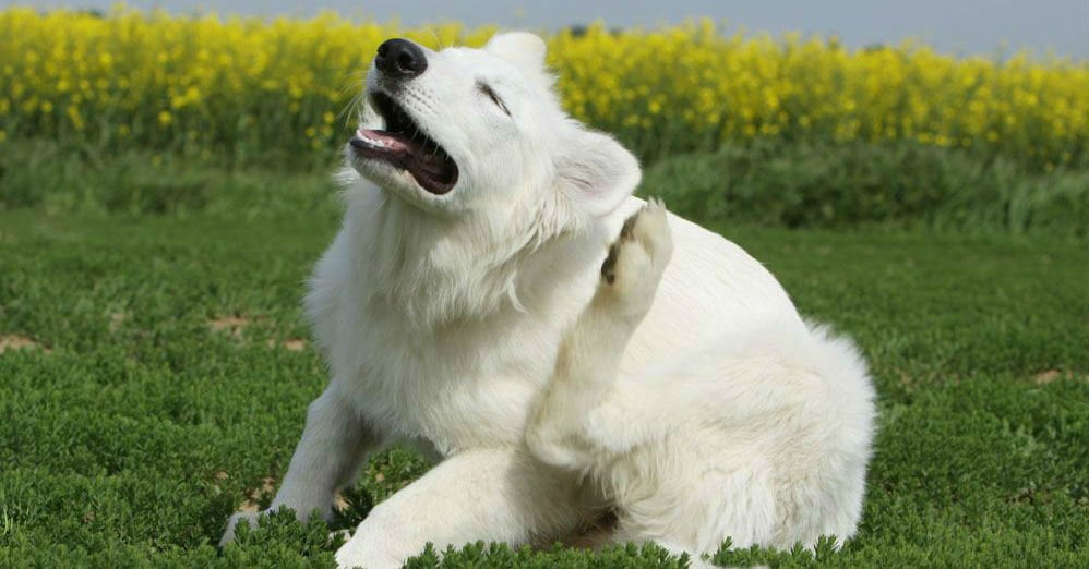Un prurito intenso può essere un segnale che il cane ha le pulci