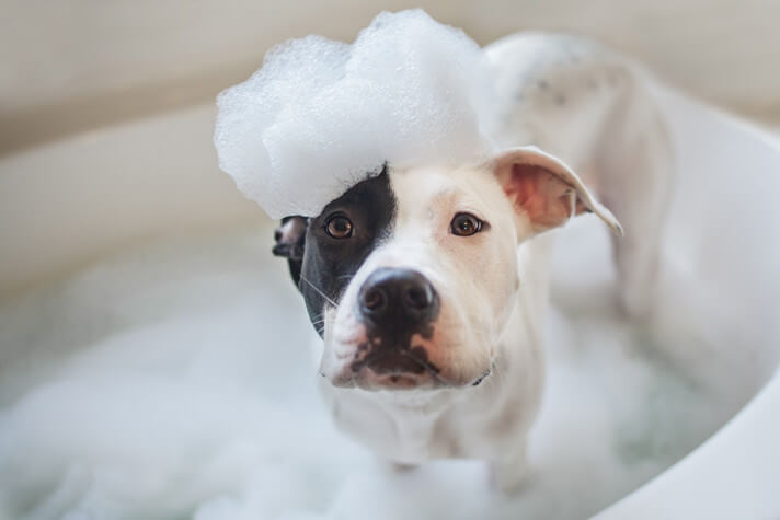 Shampoo per Cani
