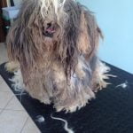 Shih Tzu Molto Sporco
