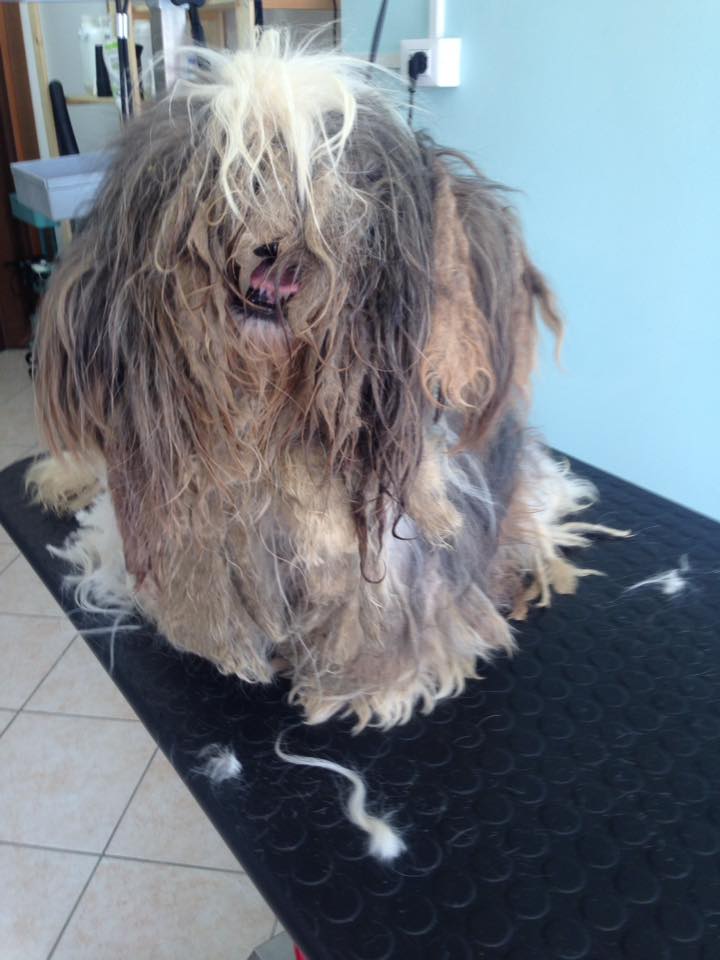 Shih Tzu molto sporco