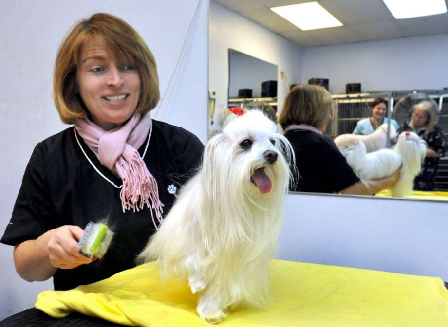 Il cane sarà molto più tranquillo da solo in toelettatura; ecco perché il padrone non deve assistere.