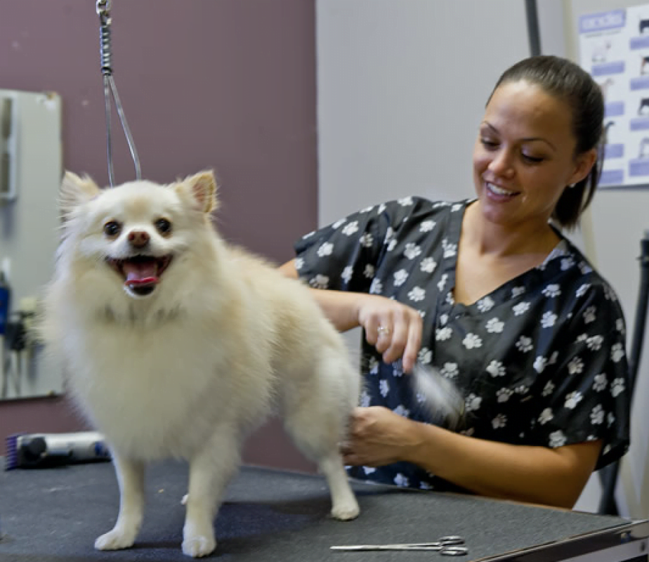 Chi ha paura del toelettatore non ci crederà, ma esistono (e sono la maggior parte) dog groomers seri, preparati e competenti!