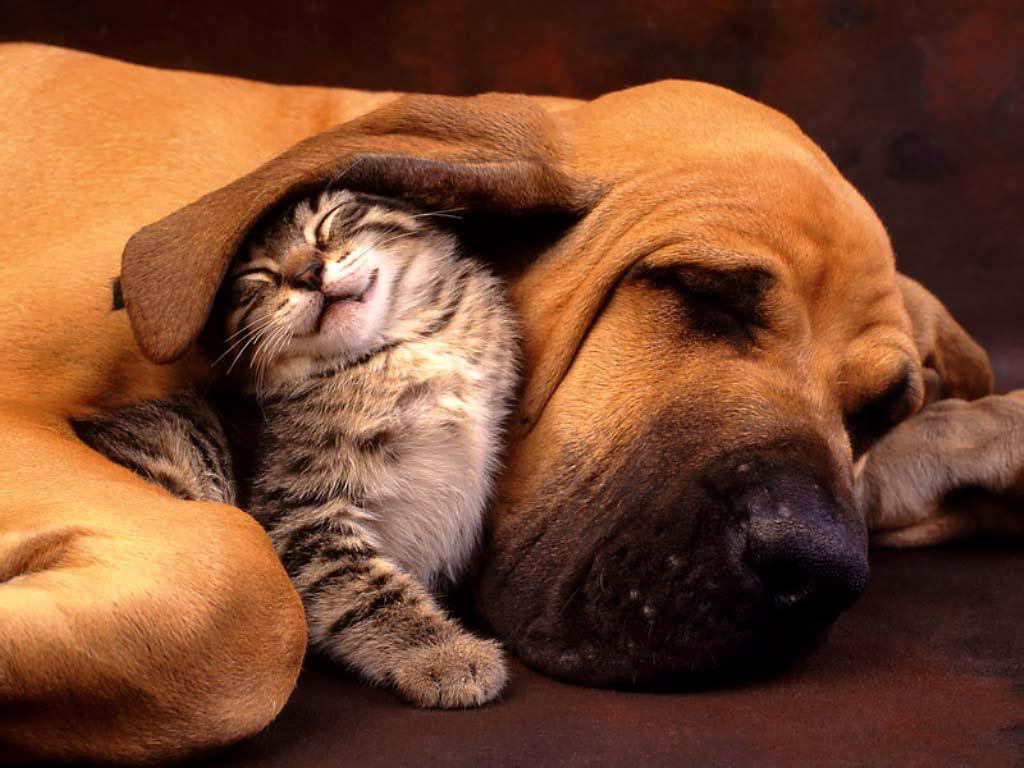 Chi ha paura del toelettatore può stare tranquillo; cani e gatti in toelettatura non vengono mai sedati!