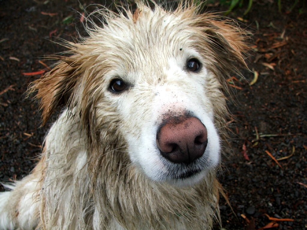 La galleria degli orrori; il cane che viene portato in toelettatura troppo raramente