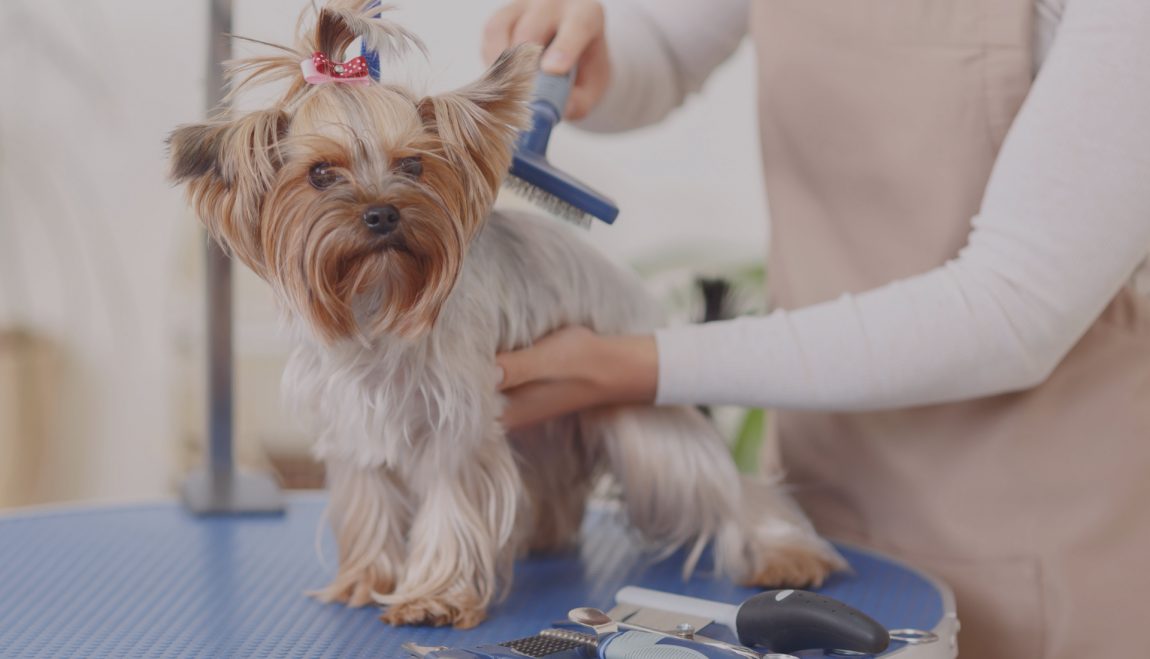 Anche se chi ha paura del toelettatore stenta a crederci, il cane in toelettatura può essere tranquillo e sereno anche senza il proprietario