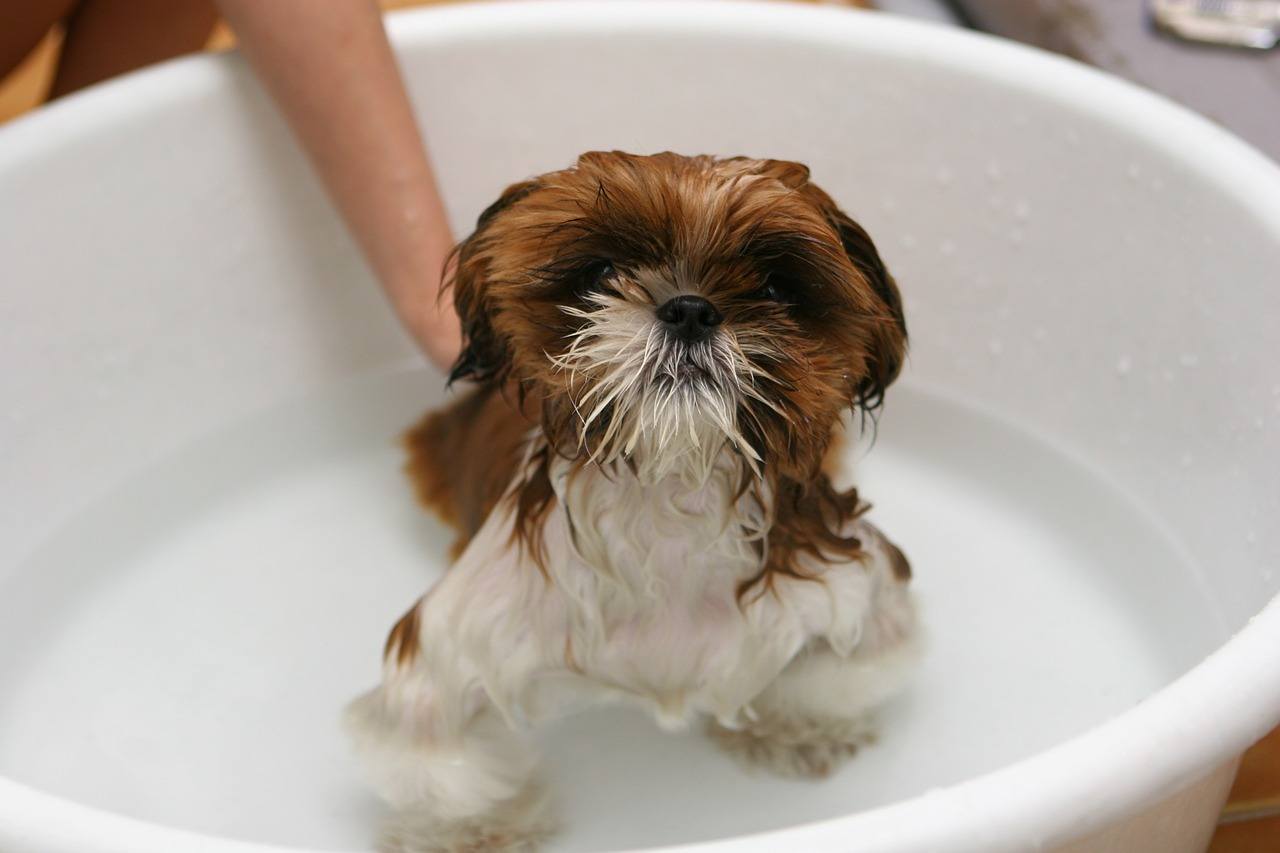 Lavare il cane con l'aceto è nocivo, in genere, ma non serve a nulla; il pelo resterà sporco e i parassiti non spariranno magicamente.
