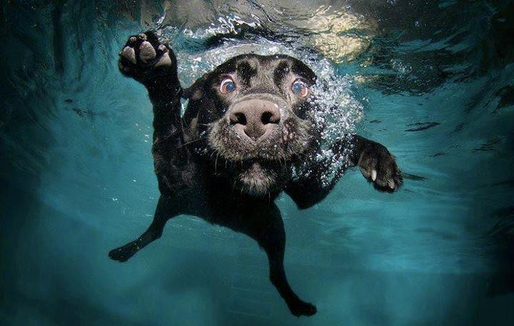 Cane Felice in acqua