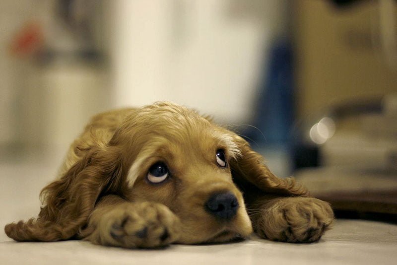 Cane paura in toelettatura
