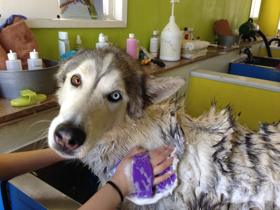 Per lavare il cane, come questo husky, esistono prodotti appositi e garantiti