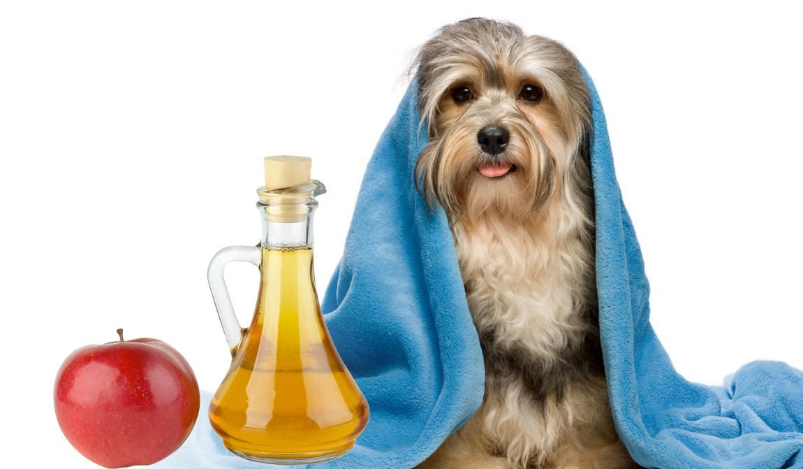 Lavare Il Cane Con Aceto A Cosa Serve A Poco O Niente Toelettatori E Toelettature