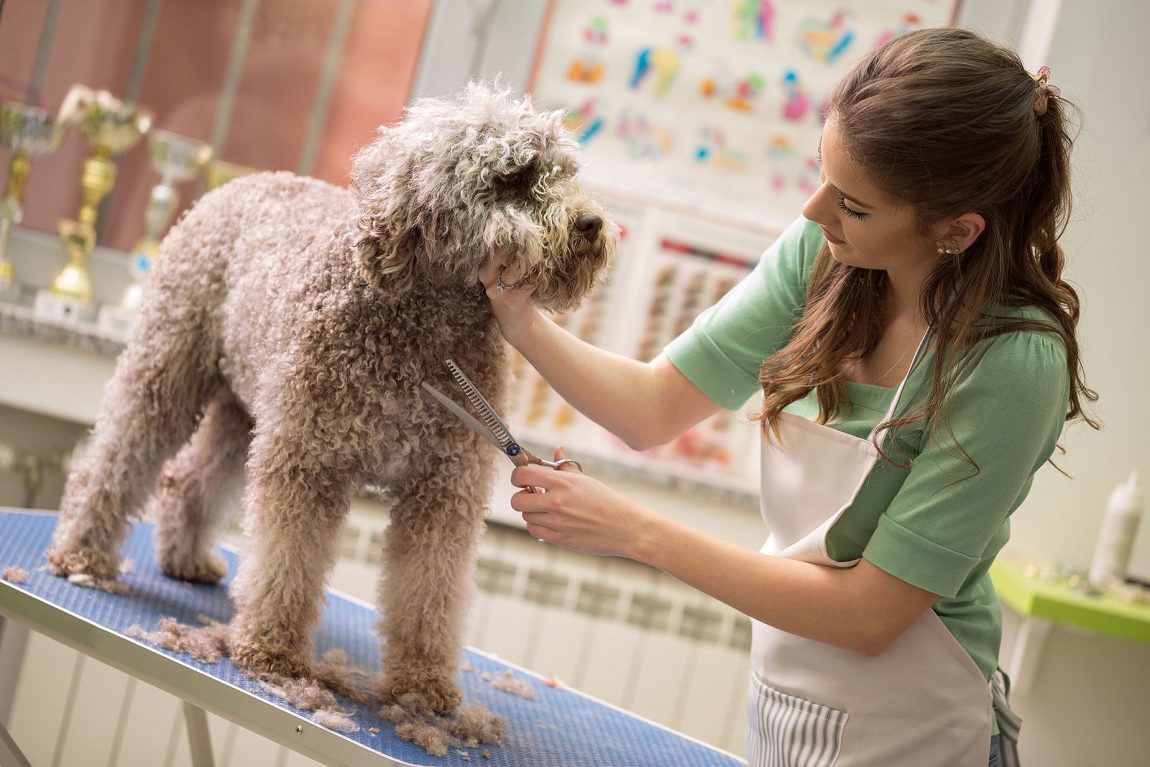 Corsi Toelettatura Cani e Gatti