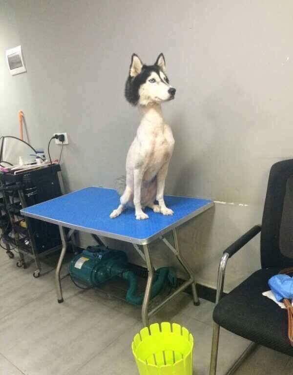 Siberian Husky Rasato
