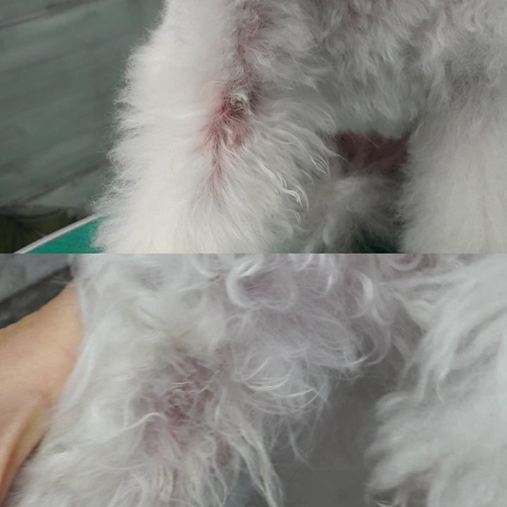 Cane Curato con Argento Colloidale da Silvia Vichi
