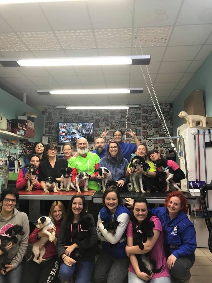 Pets Negozio e Toelettatura, piscina , beauty farm, dog sitting a Preganziol Treviso