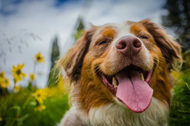 Cane Felice