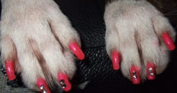 Zampicure e smalto per i cani, la nuova moda della Nail Art per Cani zampecure smalto per unghie cani nails zampicure