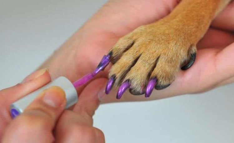 zampecure smalto per unghie cani nails zampicure