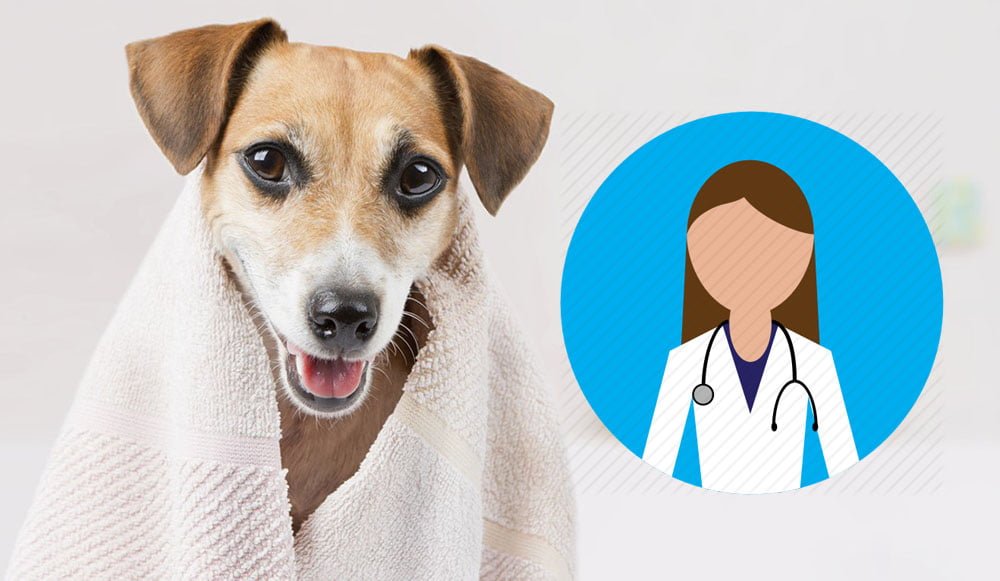 Lavare il cane secondo il veterinario