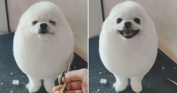 PomPom il Cane Uovo che fa impazzire il Web PomPom il Cane Uovo