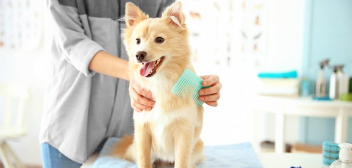 Grembiule Toelettatura Cani Gliitatu - Impermeabile E Antistatico Con Tasche, Per Pet Groomer - Foto 8