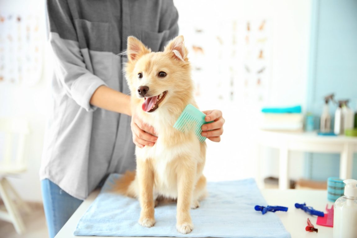 Grembiule Toelettatura Cani Gliitatu - Impermeabile E Antistatico Con Tasche, Per Pet Groomer - Foto 7