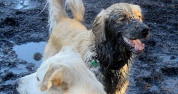 Come rimuovere Resina o Pece e Catrame dal pelo del cane Cane Sporco di Catrame Fango Pece