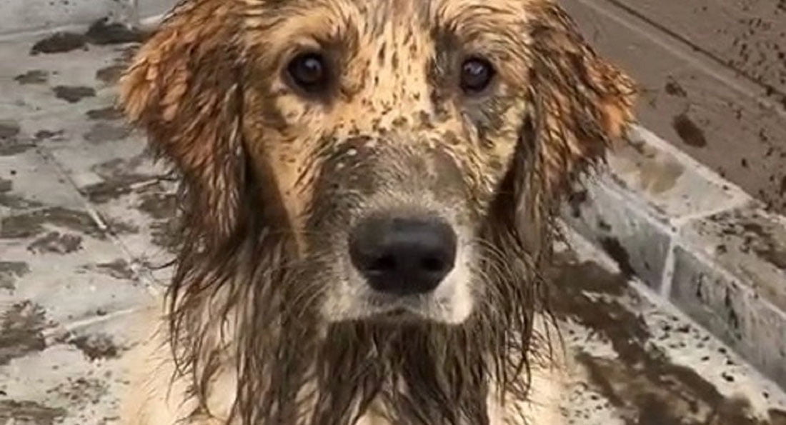 Cane Sporco di Catrame Fango Pece, come pulirlo in modo sicuro.