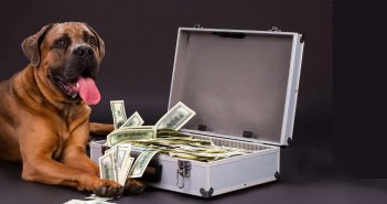 Quanto costa aprire una toelettatura per cani Costi apertura toelettatura per cani e gatti