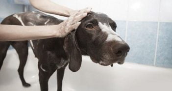 Come scegliere il salone di toelettatura per cani Come scegliere una toelettatura