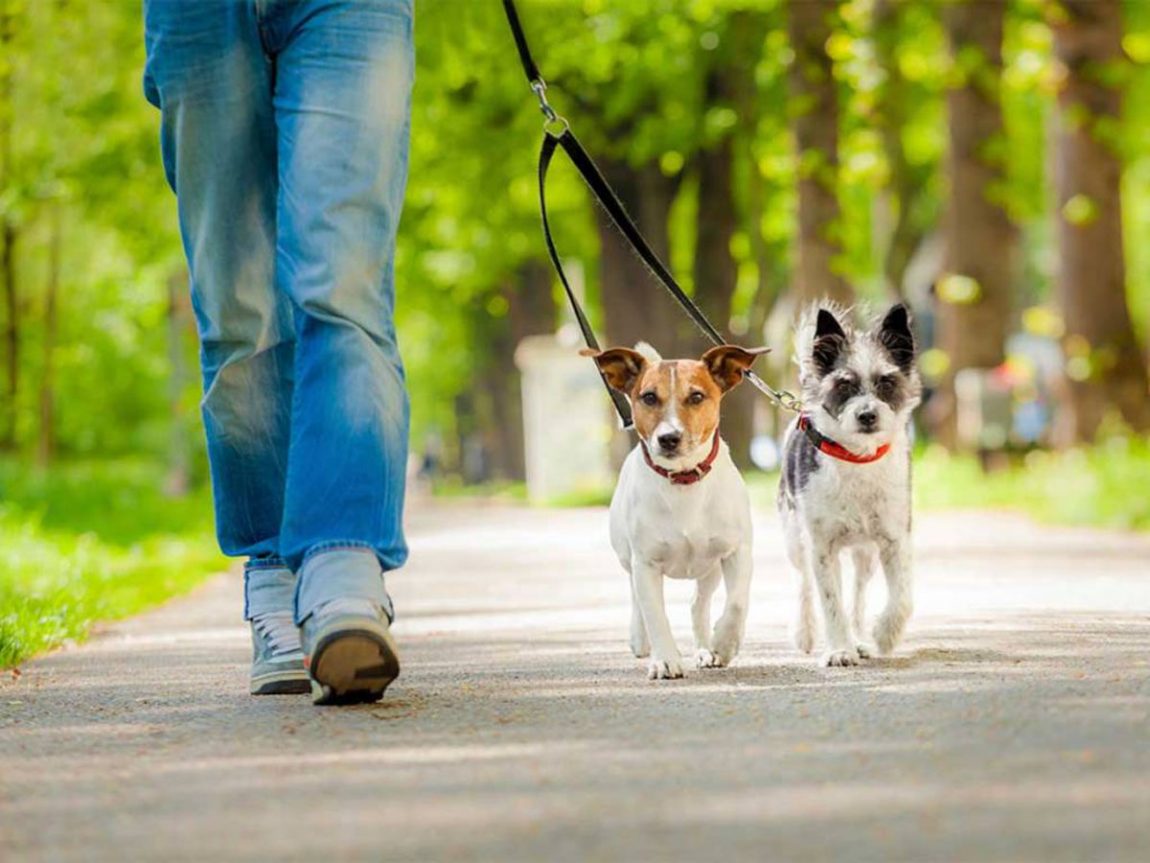 Passeggiata Cani al Guinzaio