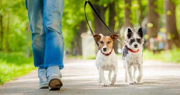 Decreto Coronavirus: “Portare fuori il cane rientra tra le situazioni di necessità” Passeggiata Cani al Guinzaio