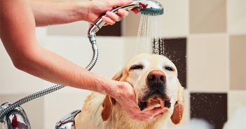 L’importanza della Toelettatura in emergenza COVID-19 Lavaggio Cane Toelettatura Cane Toelettatori